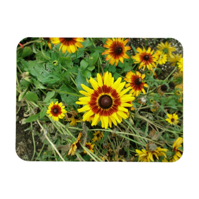 Imán Sunflower magnet (Horizontal)