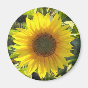 Imán Sunflower Shine