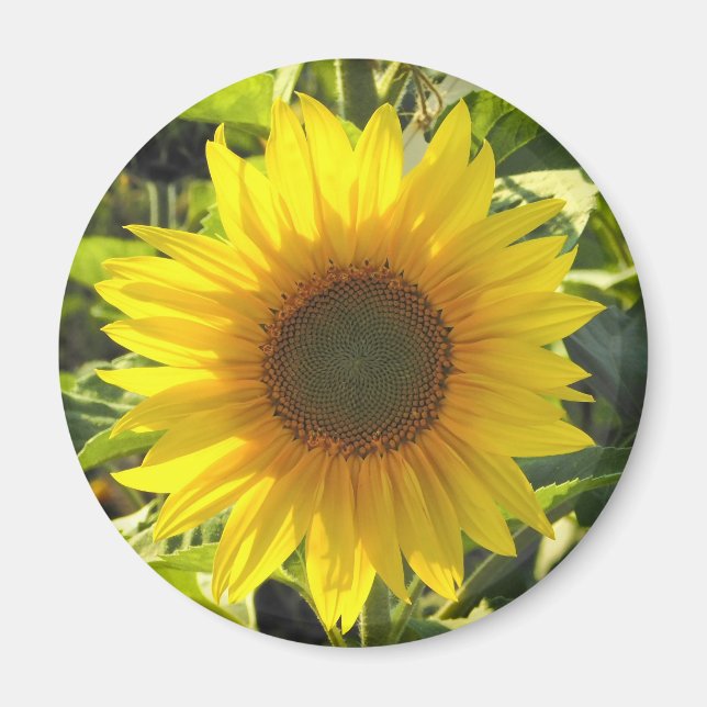 Imán Sunflower Shine (Frente)