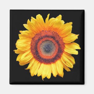 IMÁN SUNFLOWERS