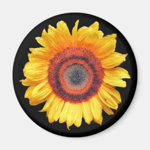 IMÁN SUNFLOWERS
