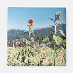 Imán Sunflowers de verano.........