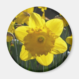 Imán Sunlit Daffodil