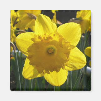 Imán Sunlit Daffodil