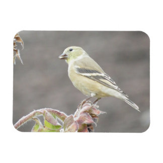 Imán Sunny Goldfinch y Sunflower Magnet