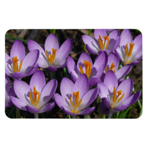 Imán Sunny Purple Crocuses
