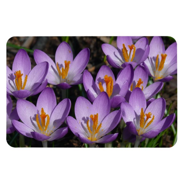 Imán Sunny Purple Crocuses (Horizontal)