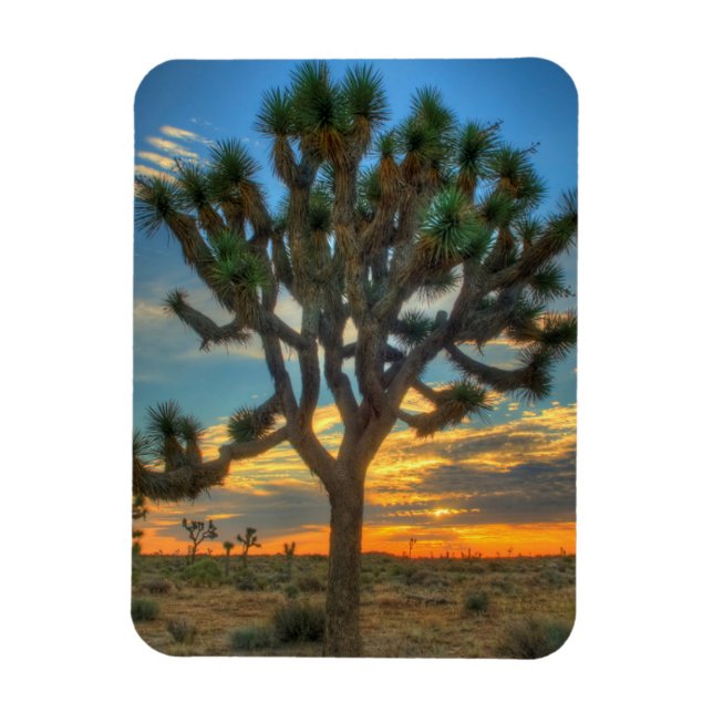 Imán Sunrise At Joshua Tree Parque Nacional (Vertical)