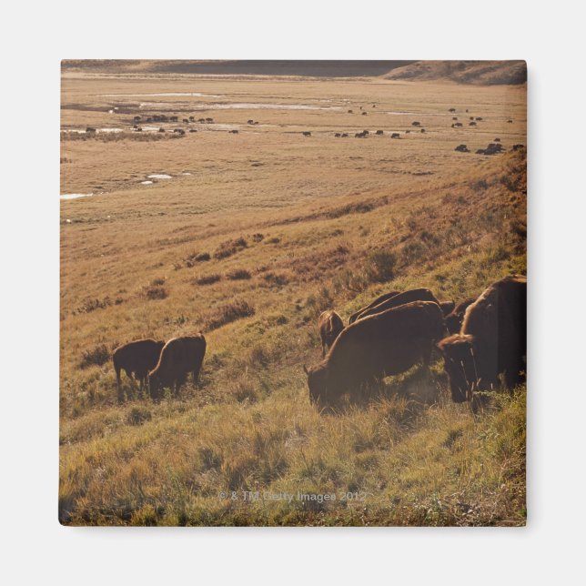Imán Sunrise On Bison (Frente)