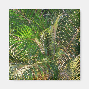 Imán Sunset Lit Palm Fronds Tropical