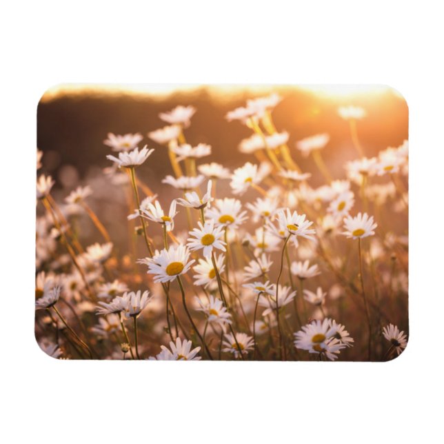 Imán Sunset Oxeye Daisies (Horizontal)
