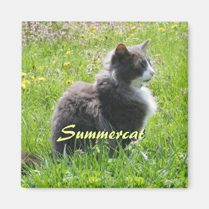 Imán Sunshine Cat Magnet
