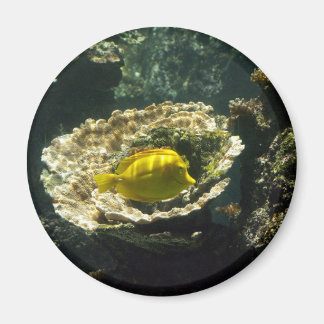 Imán Sunshine Dapplis