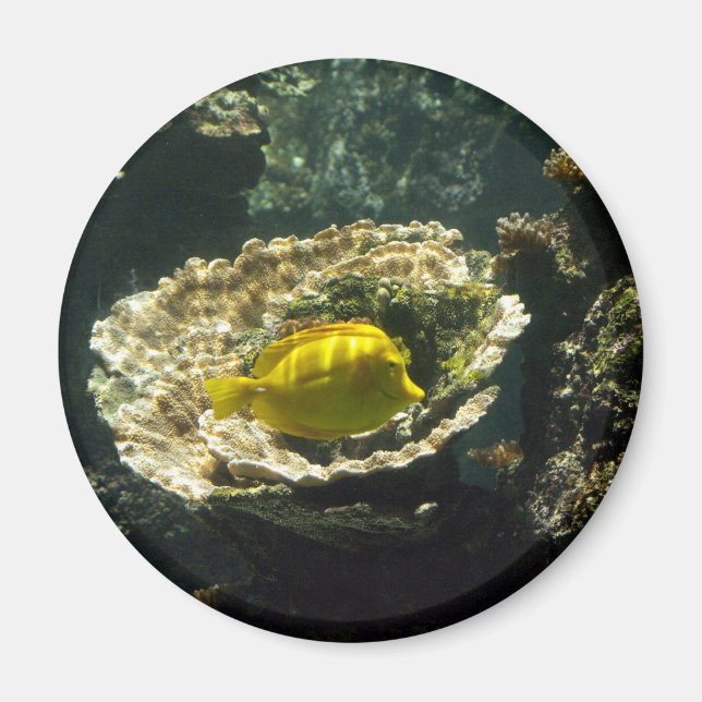 Imán Sunshine Dapplis (Frente)