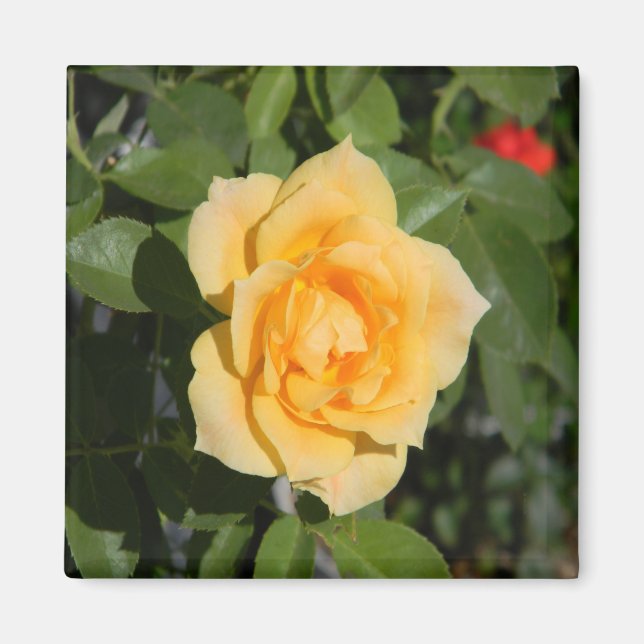 Imán Sunshine Delight... (Frente)