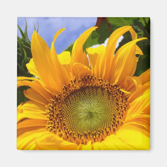 Imán SUNSHINE SUNFLOWER ~ Magnet (Frente)