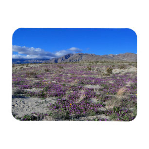 Imán Super Bloom del Desierto 2019 Borrego Springs CA