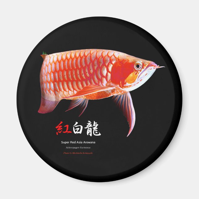 Imán Super Red Arowanaの冷蔵庫マグネット,No.01 (Frente)