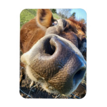 Superacercamiento de vaca marrón