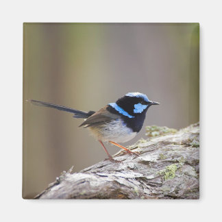 Imán Superb Fairy-wren