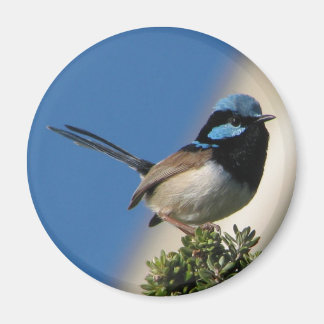 Imán Superb Fairy wren