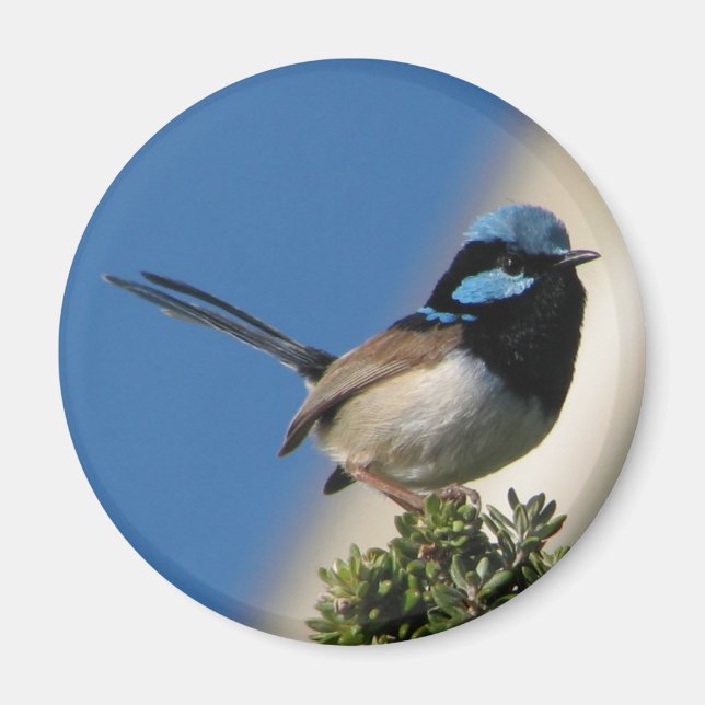 Imán Superb Fairy wren (Frente)