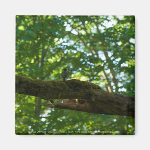 Imán Superficie forestal