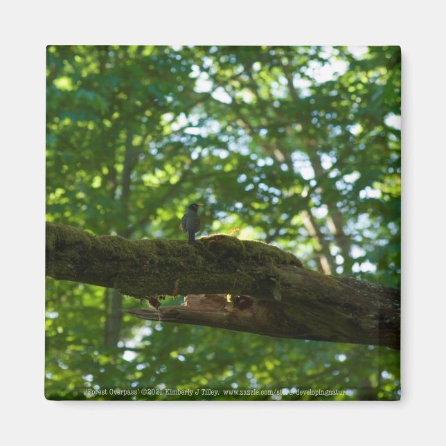 Imán Superficie forestal (Frente)