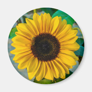 Imán Supremo del girasol
