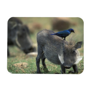 Imán Suráfrica, Pilanesburg GR, Warthog