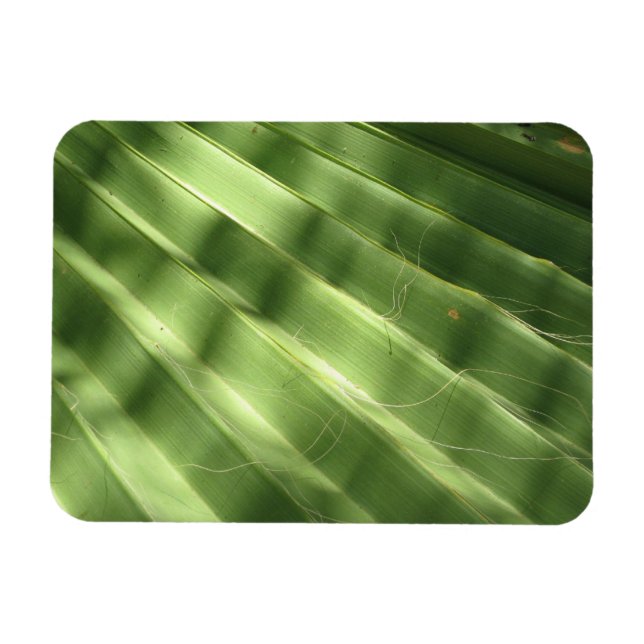 Imán Surfaces Guay Naturales_Fluted Frond (Horizontal)