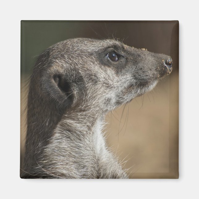 Imán Suricata (Frente)