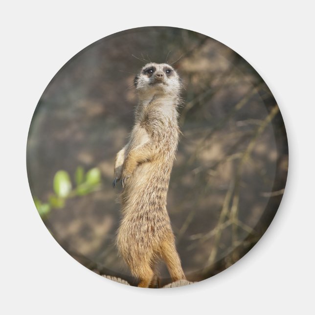 Imán Suricata (Frente)