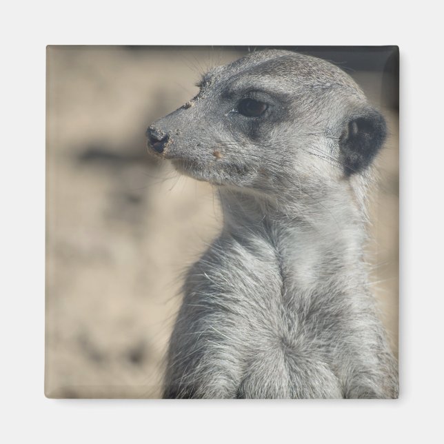 Imán Suricata divertida (Frente)