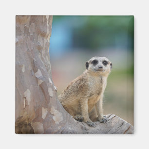 Imán Suricata linda se sentó en un árbol