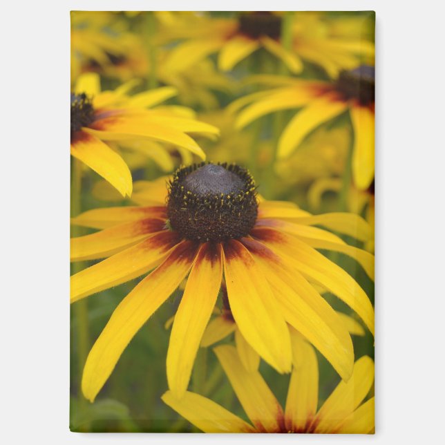 Imán Susan Flowers de ojos negros (Anverso)