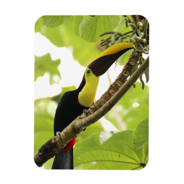 Imán Swainson Toucan Exotic Bird (Vertical)