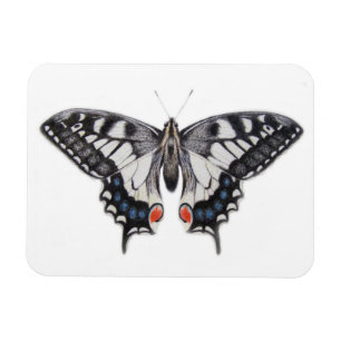 Imán Swallowtail 2012