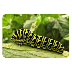 Imán Swallowtail negro Caterpillar