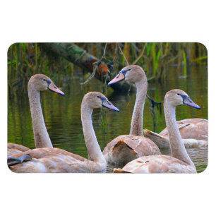 Imán Swan Magnet