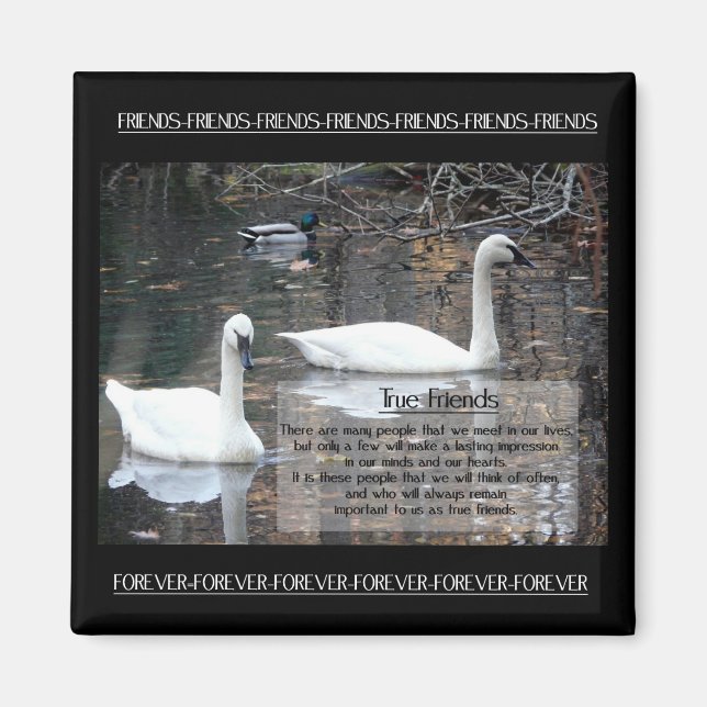 Imán Swans-True Friends (Frente)