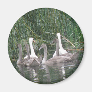 Imán SWans y Cygnets Magnet