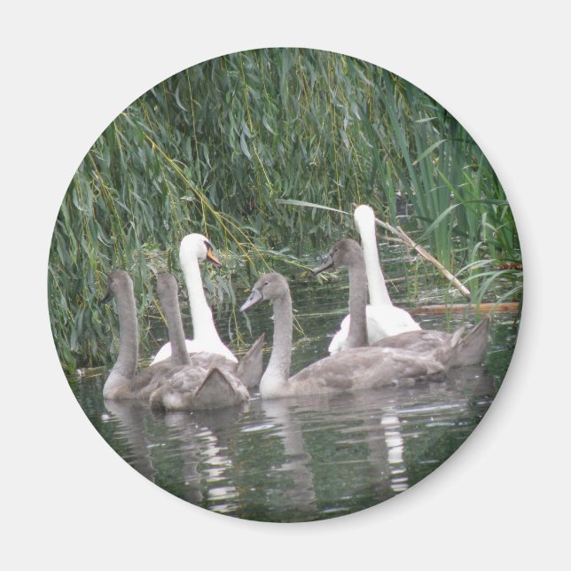 Imán SWans y Cygnets Magnet (Frente)