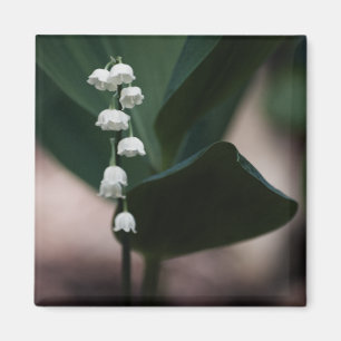 Imán Sweet Bells Magnet