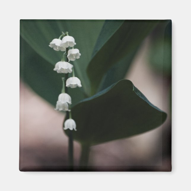 Imán Sweet Bells Magnet (Frente)