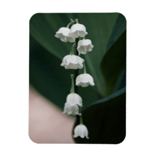 Imán Sweet Bells Premium Magnet