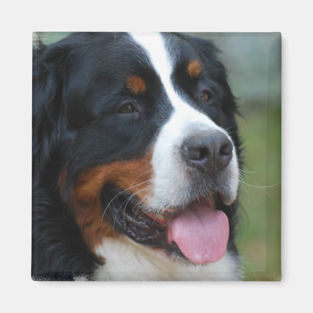 Imán Sweet Bernese Magnet (Frente)