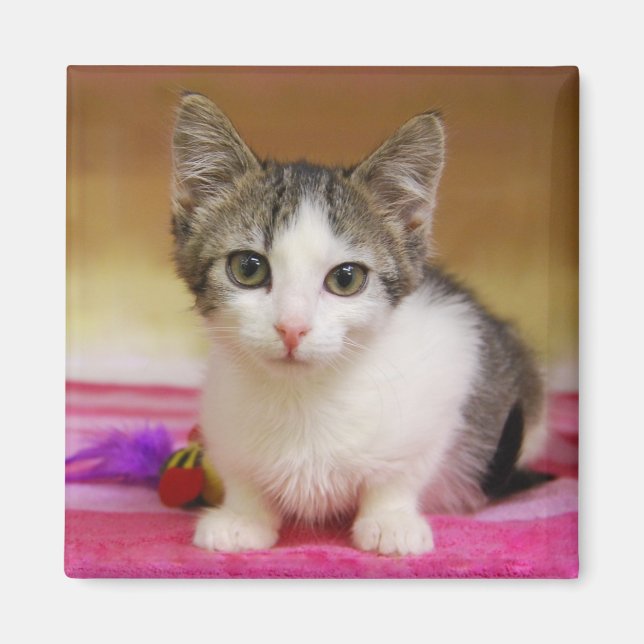 Imán Sweet Kitten Magnet (Frente)