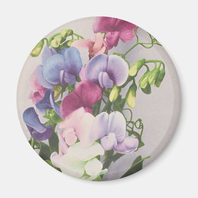 Imán Sweet Pea 1907 (Frente)