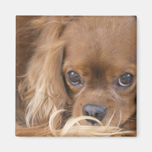 Imán Sweet Ruby Cavalier King Charles Spaniel